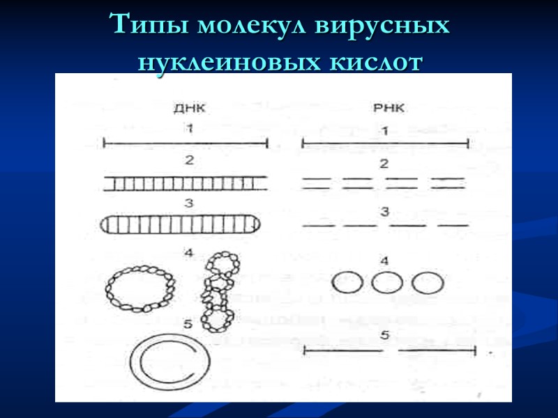 Типы молекул вирусных нуклеиновых кислот